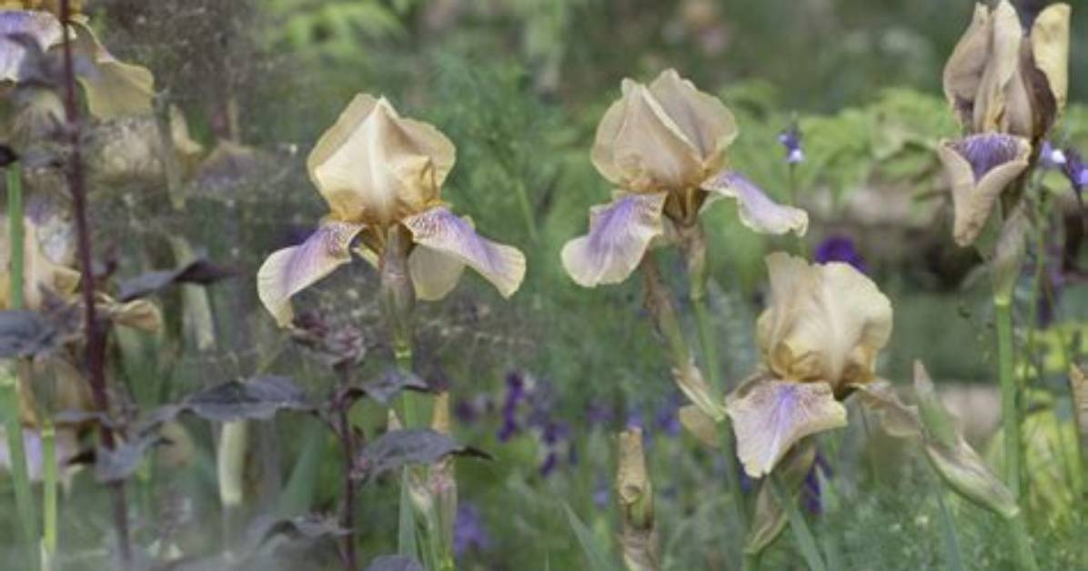 Should I Cut off Dead Iris Flowers