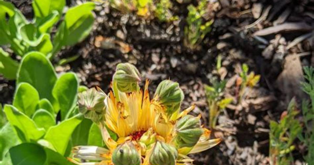Should I Deadhead Calendula?