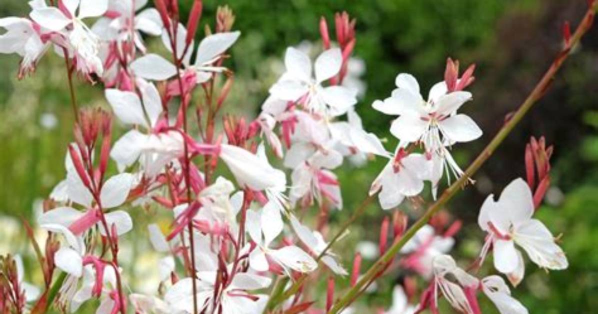Should I Deadhead Gaura