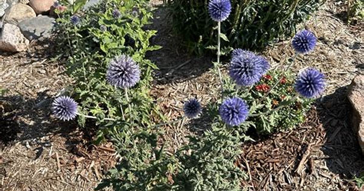 Should I Deadhead Globe Thistle?