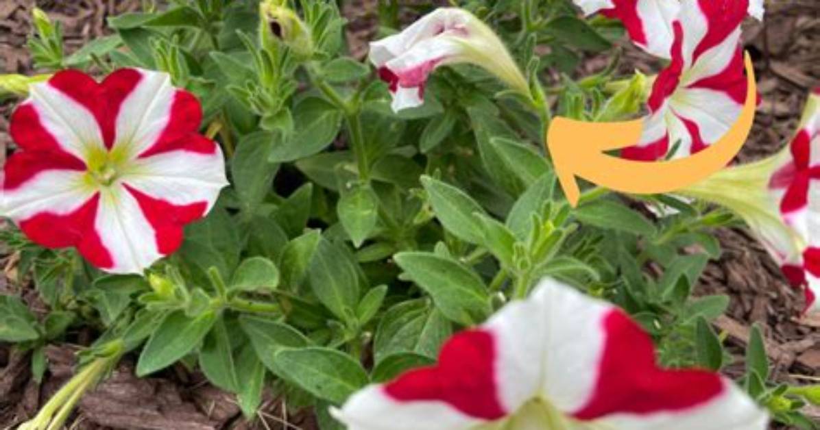 Should I Deadhead Mimulus