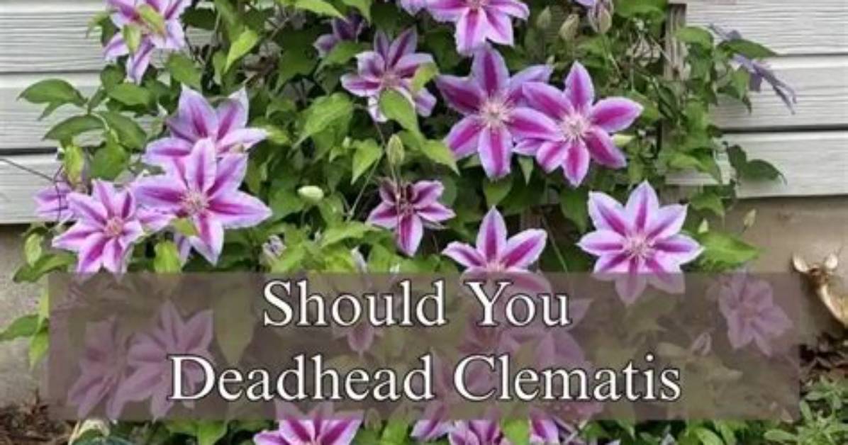 Should I Deadhead My Clematis?