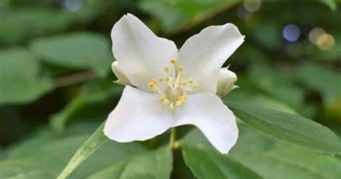 Should I Deadhead Philadelphus?