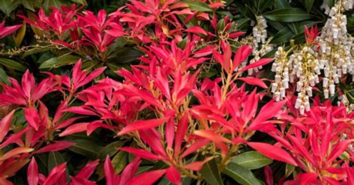 Should I Deadhead Pieris?