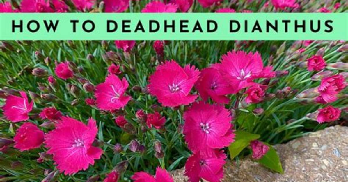 Should I Deadhead Pinks