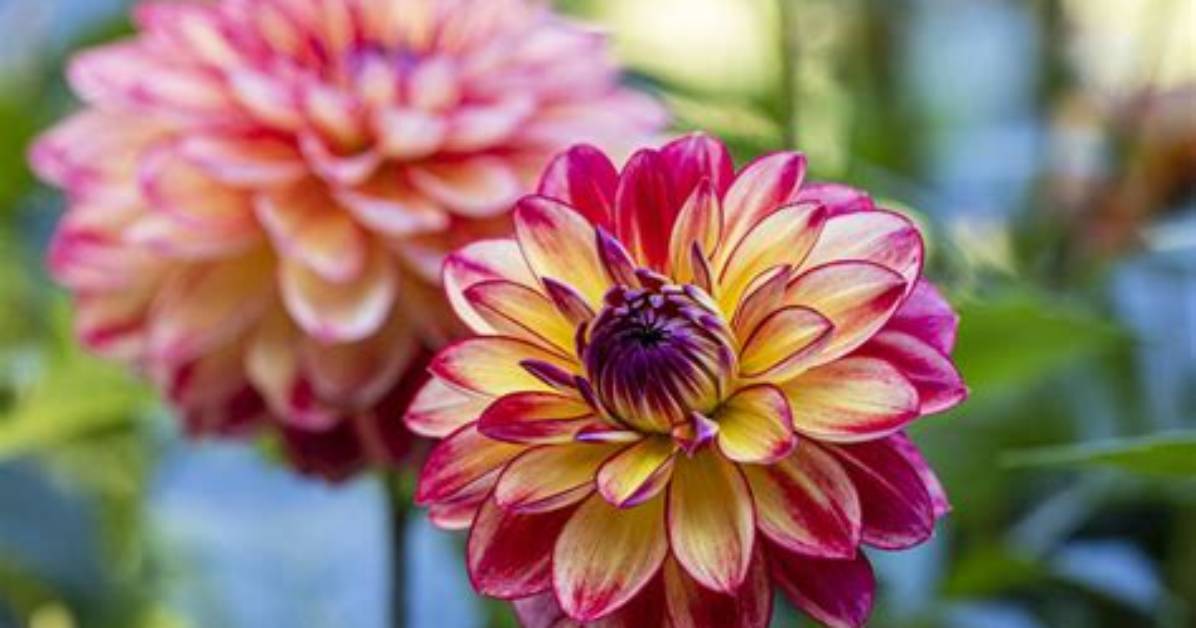 Should I Deadhead Platycodon?