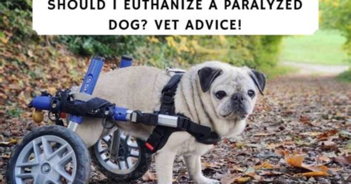 Should I Euthanize a Paralyzed Dog?
