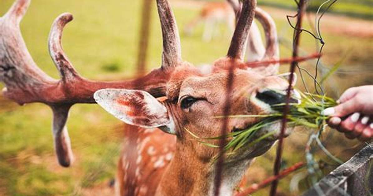 Should I Feed Deer