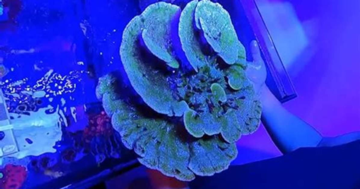 Should I Feed Montipora?
