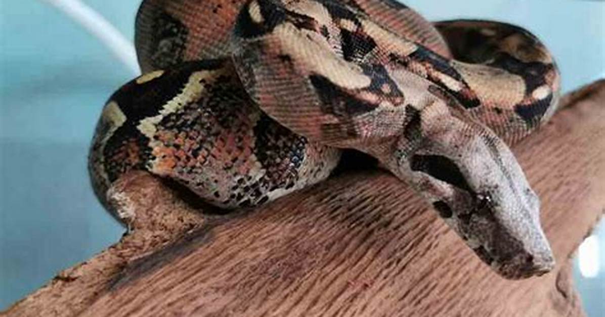 Should I Get a Boa Constrictor?