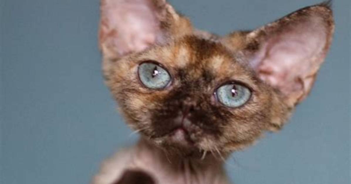 Should I Get a Devon Rex?