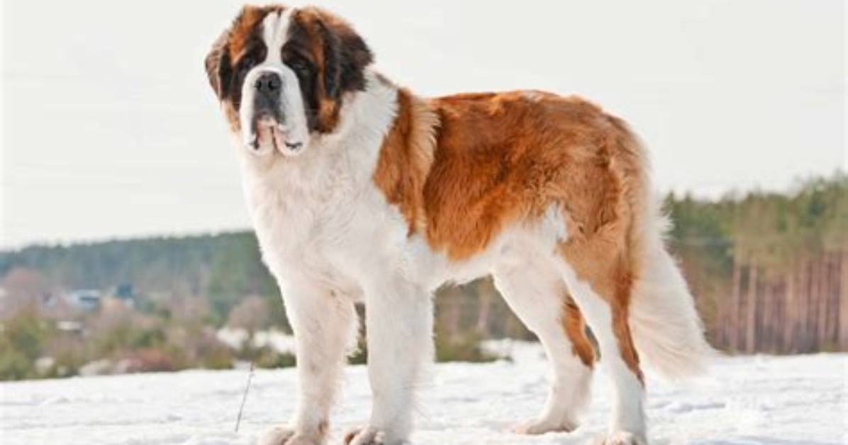 Should I Get a St Bernard?