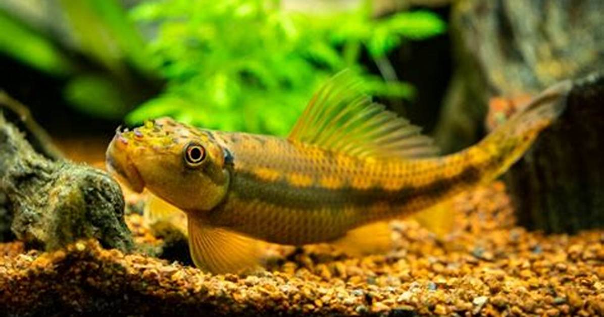 Should I Get an Algae Eater?