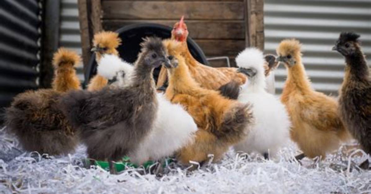 Should I Get Bantams?