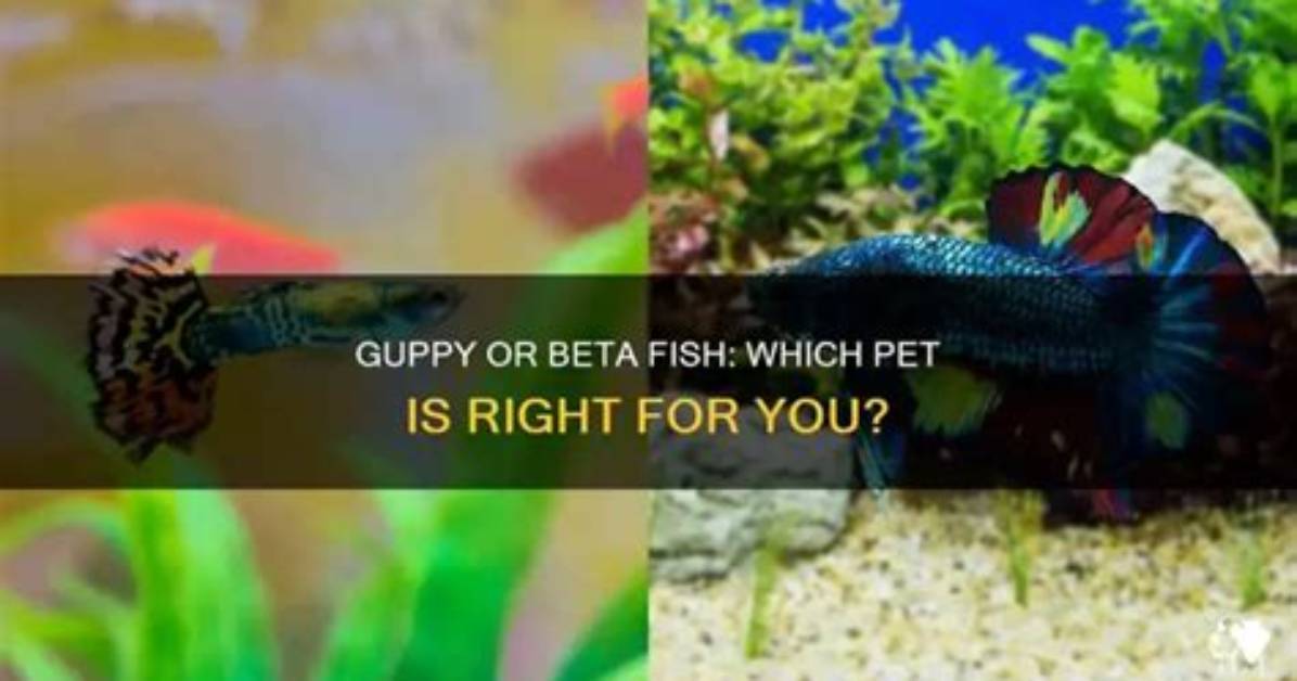 Should I Get Guppy or Beta?