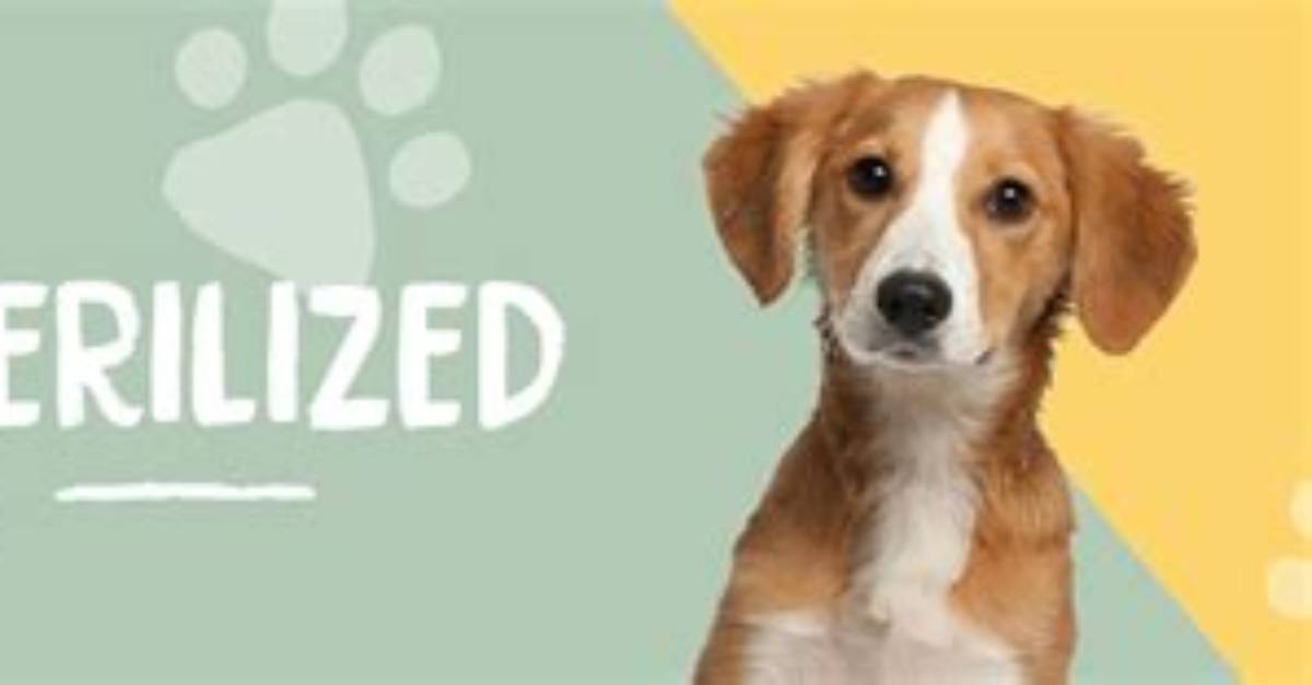 Should I Get Sterilized?