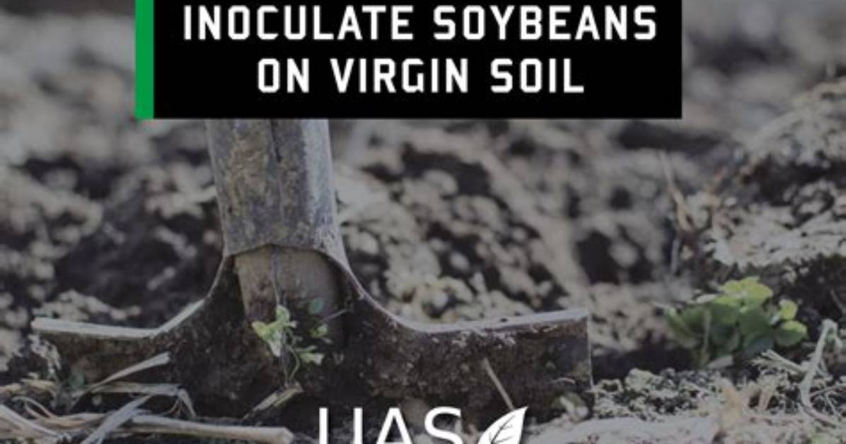 Should I Inoculate Soybeans?
