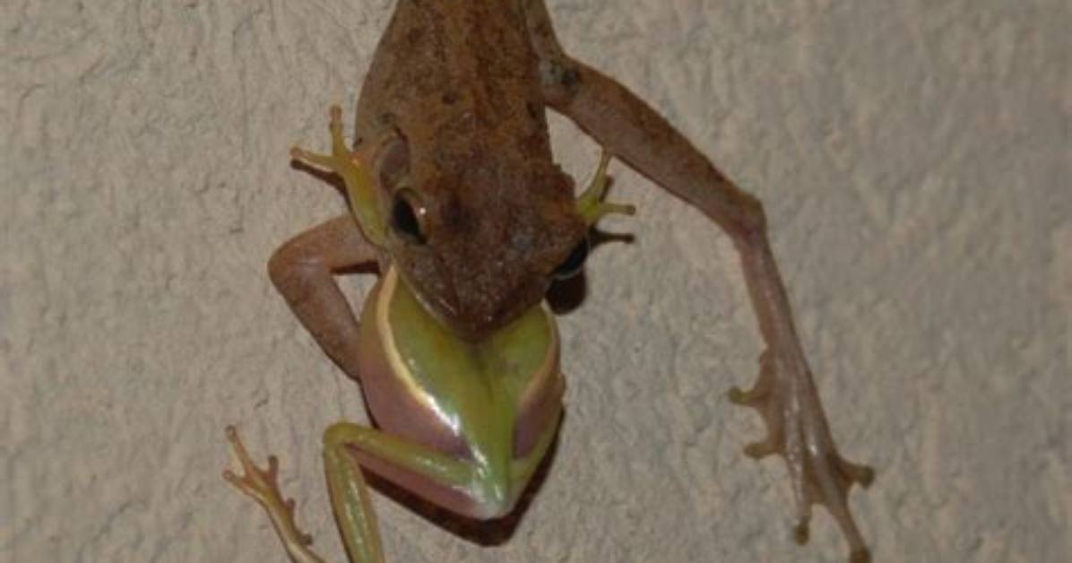 Should I Kill Cuban Tree Frogs?