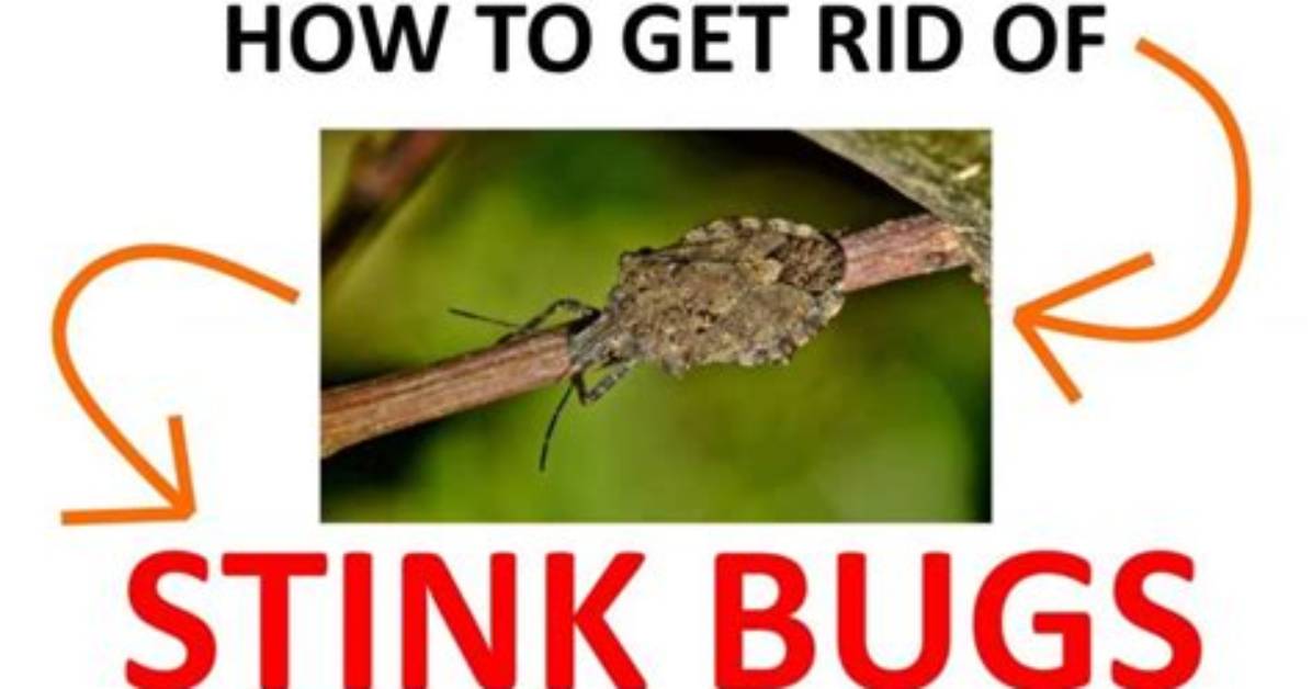 Should I Kill Stink Bugs