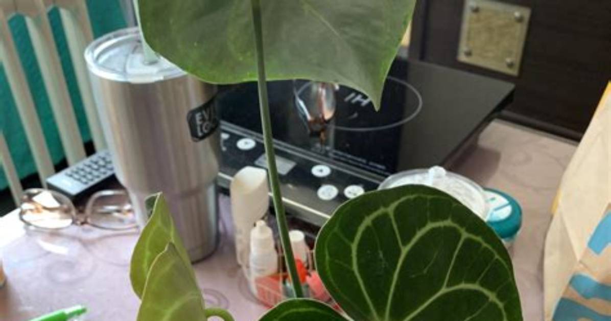 Should I Mist Anthurium