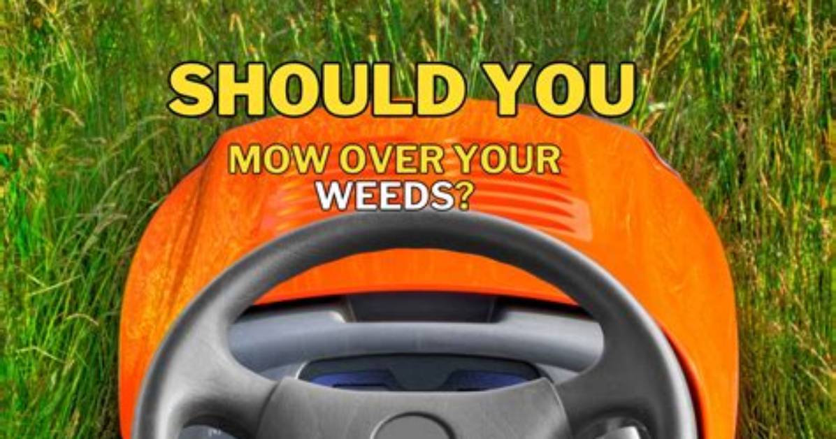 Should I Mow Weeds? | Contextresponse. Com