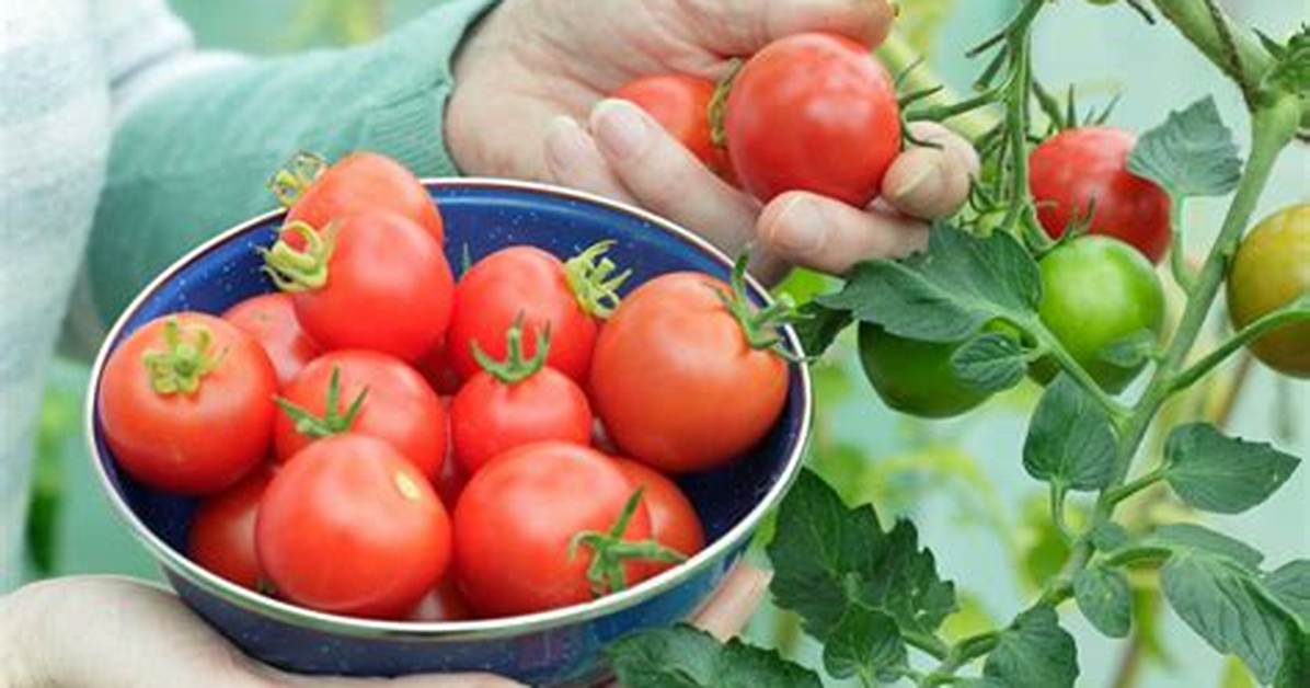 Should I Pick Tomatoes When They Are Green