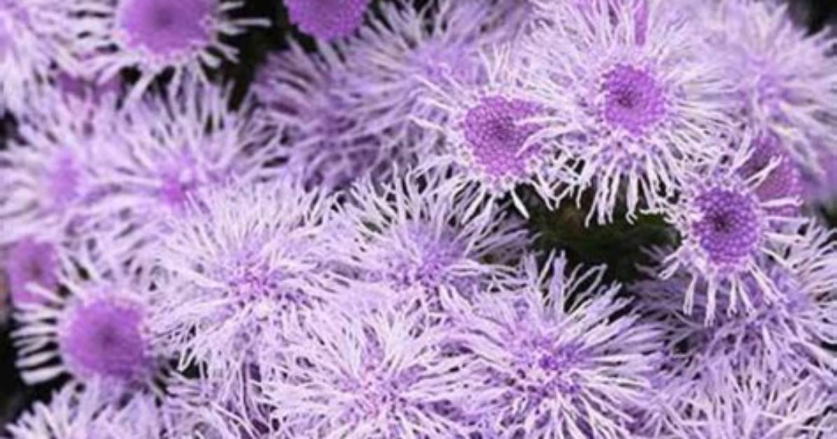 Should I Pinch Ageratum?