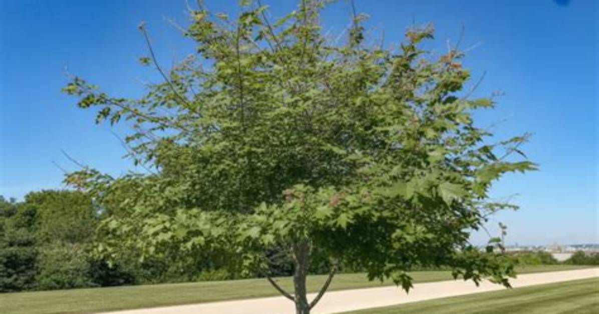 Should I Plant a Hackberry Tree?