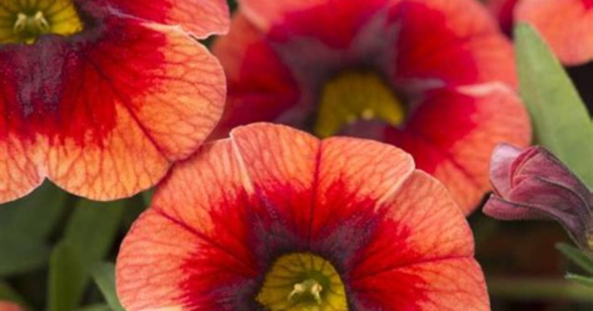 Should I Prune Calibrachoa