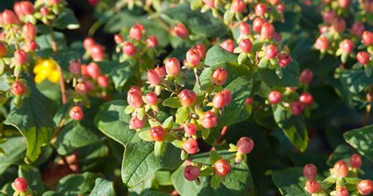 Should I Prune Hypericum?