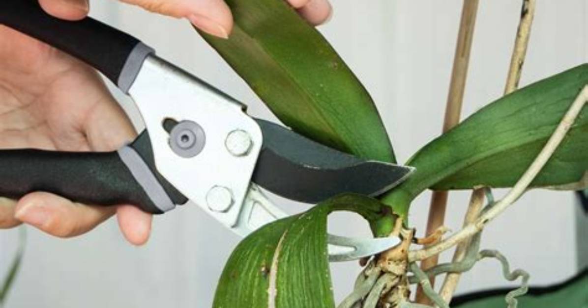 Should I Prune My Dendrobium?
