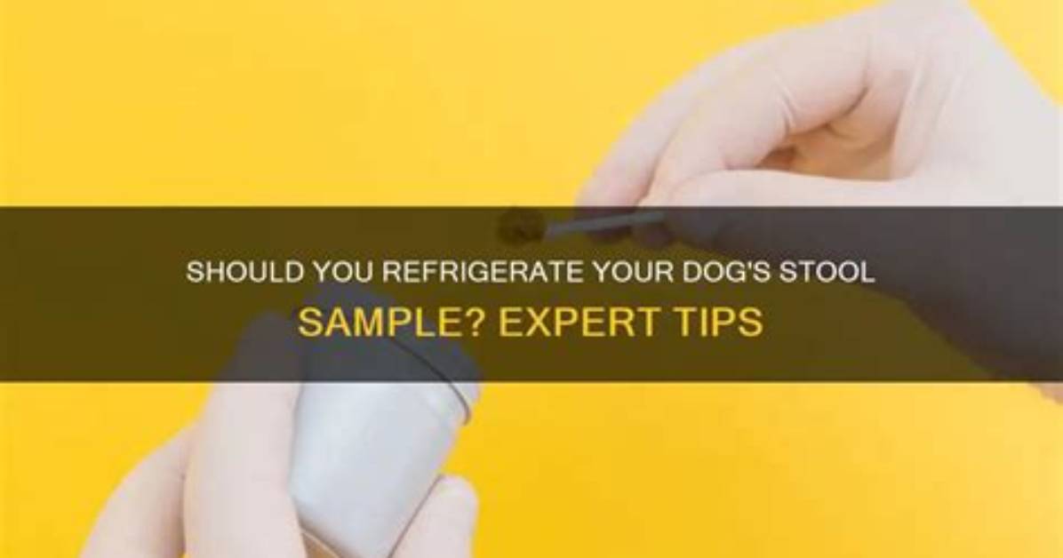 Should I Refrigerate Cat Stool Sample?