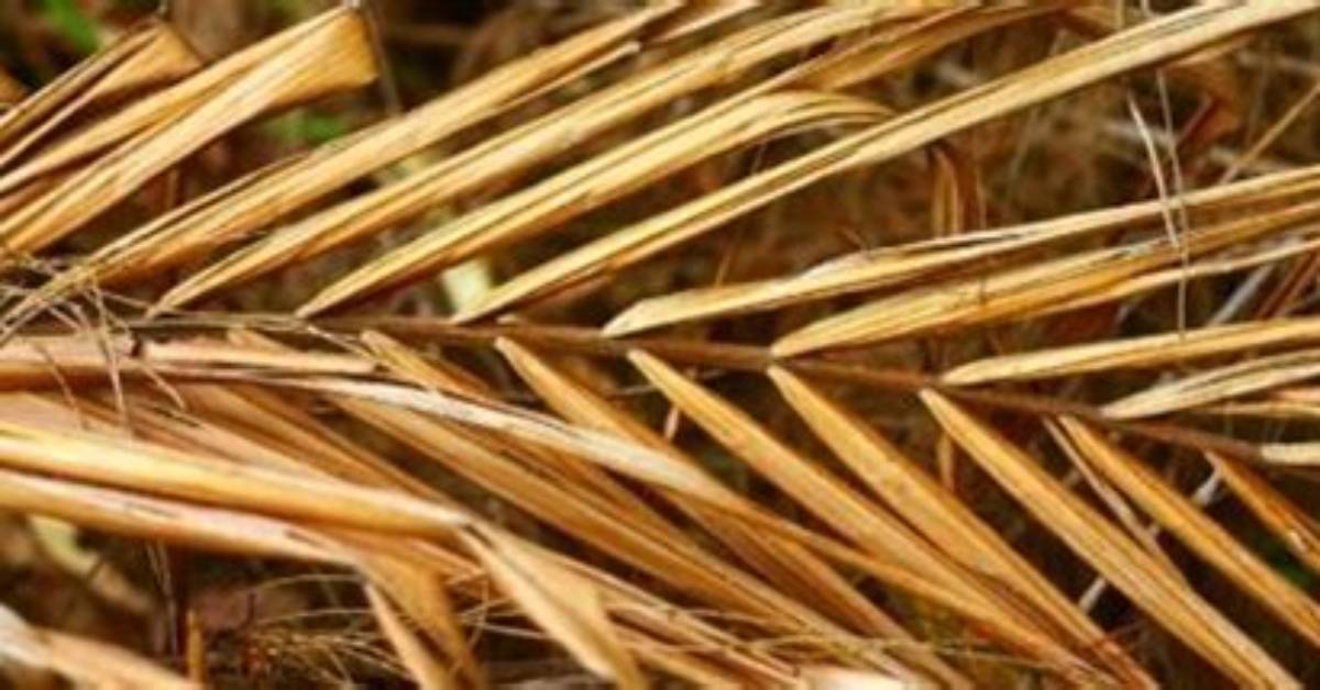 Should I Remove Dead Palm Fronds?
