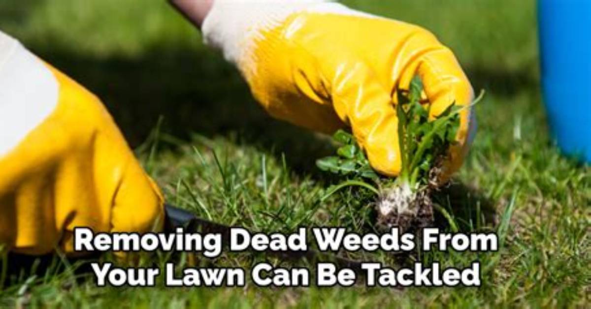 Should I Remove Dead Weeds