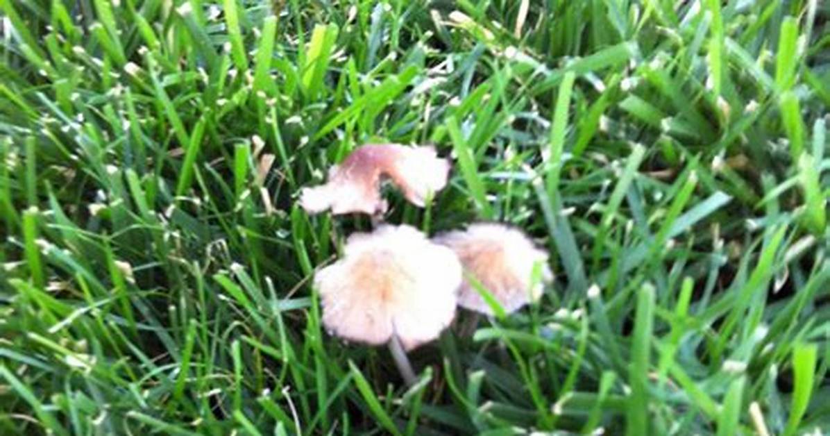Should I Remove Toadstools from My Lawn?