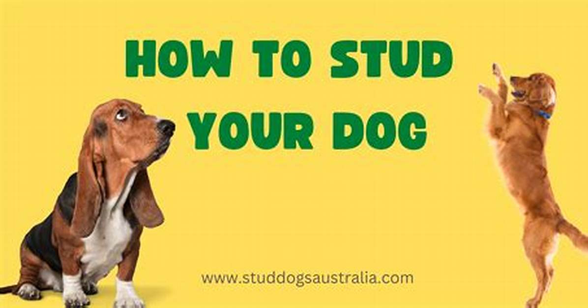 Should I Stud My Dog?