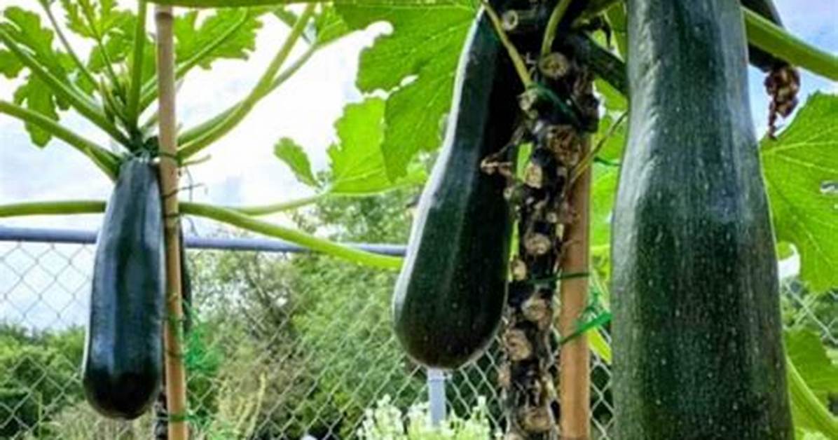 Should I Trellis Zucchini