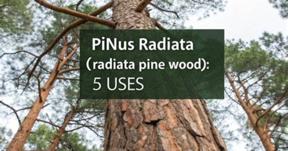 Should I Use Radiata Pine?