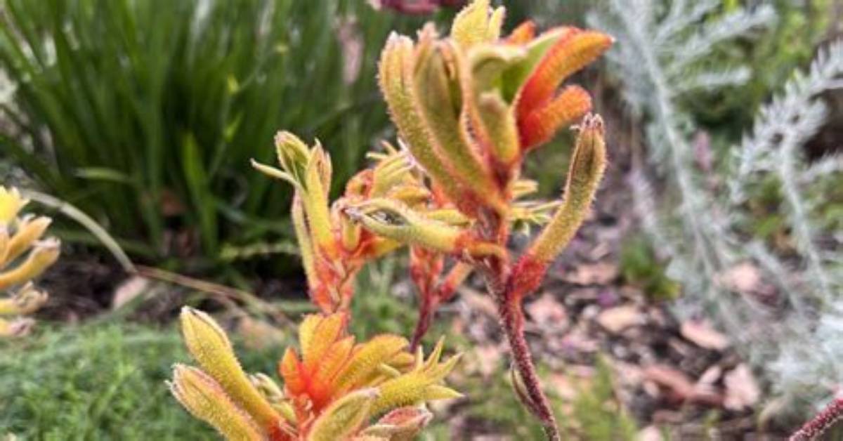 Should Kangaroo Paws Be Pruned?