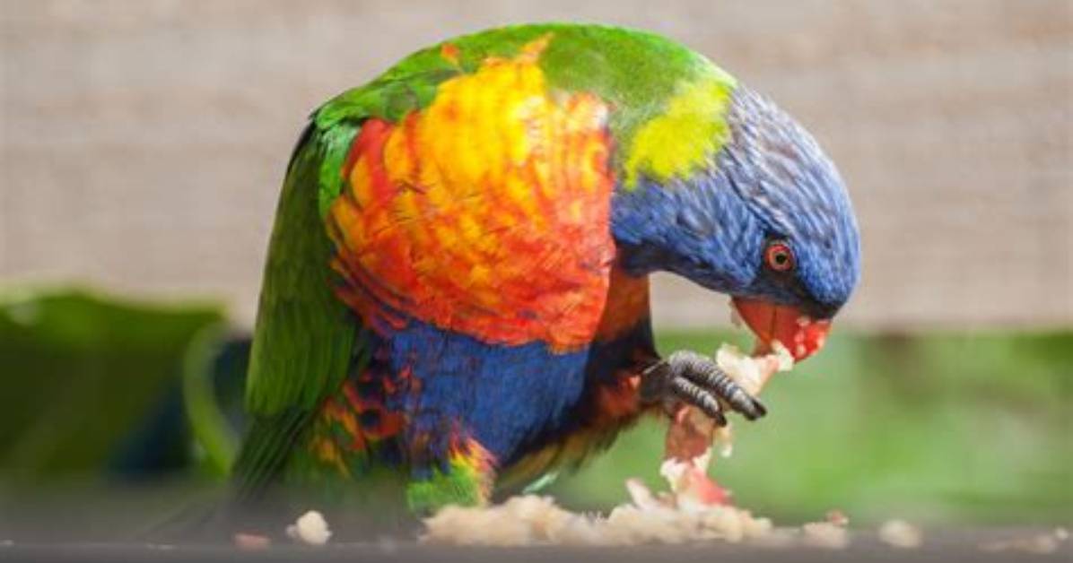 Should Lorikeets Eat Bread?
