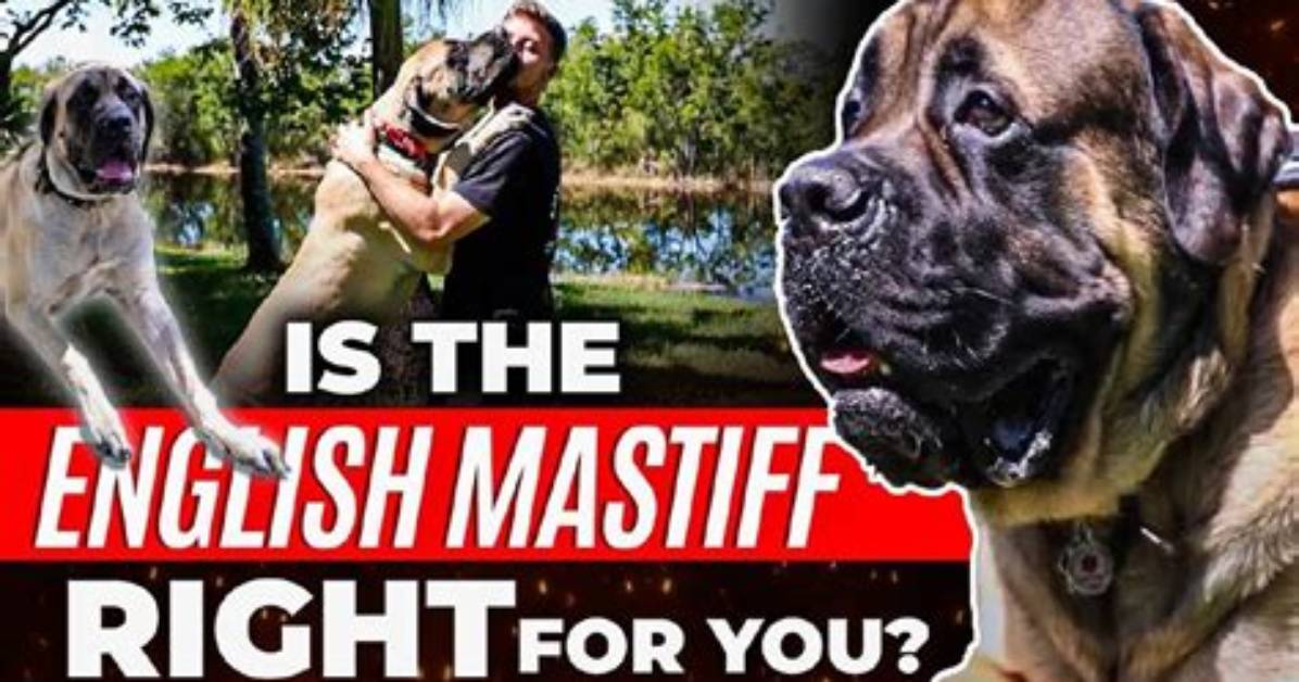 Should Mastiffs Be Muzzled?