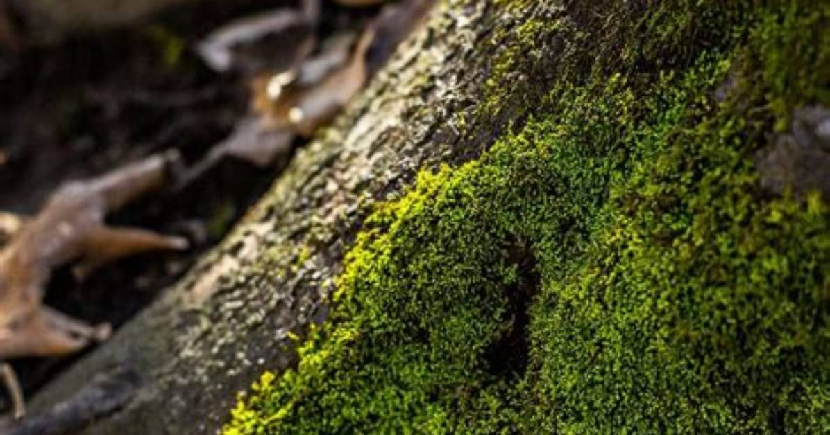 Should Moss Be Removed from Trees?