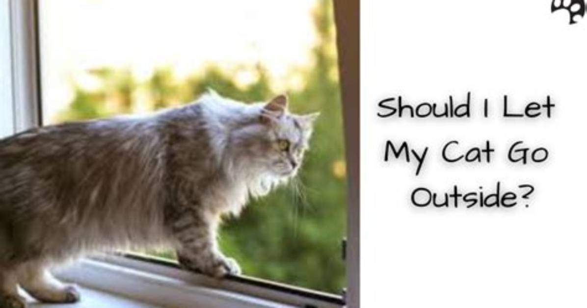 Should My Cat Be Let Outside?