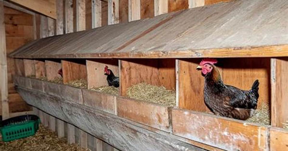 Should Nesting Boxes Be Dark?