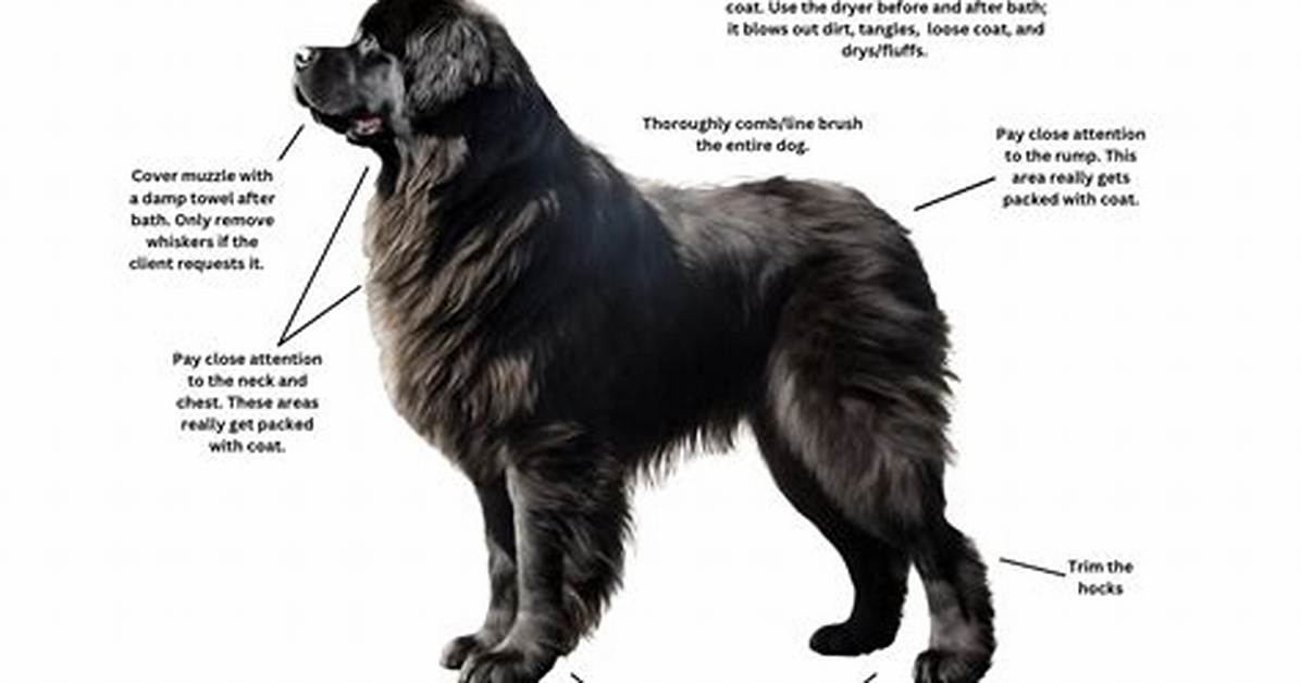 Should Newfoundlands Be Shaved?