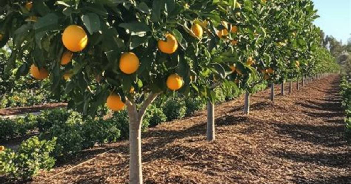 Should Orange Trees Be Mulched?