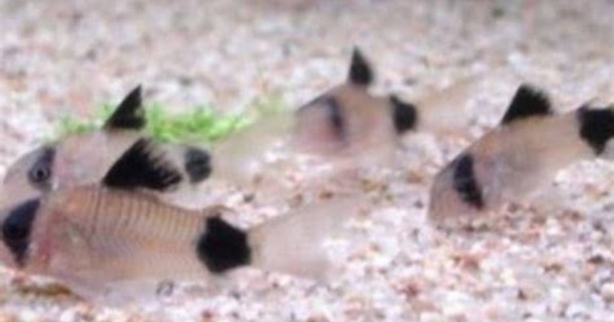 Should Panda Corys Be Kept in Groups?