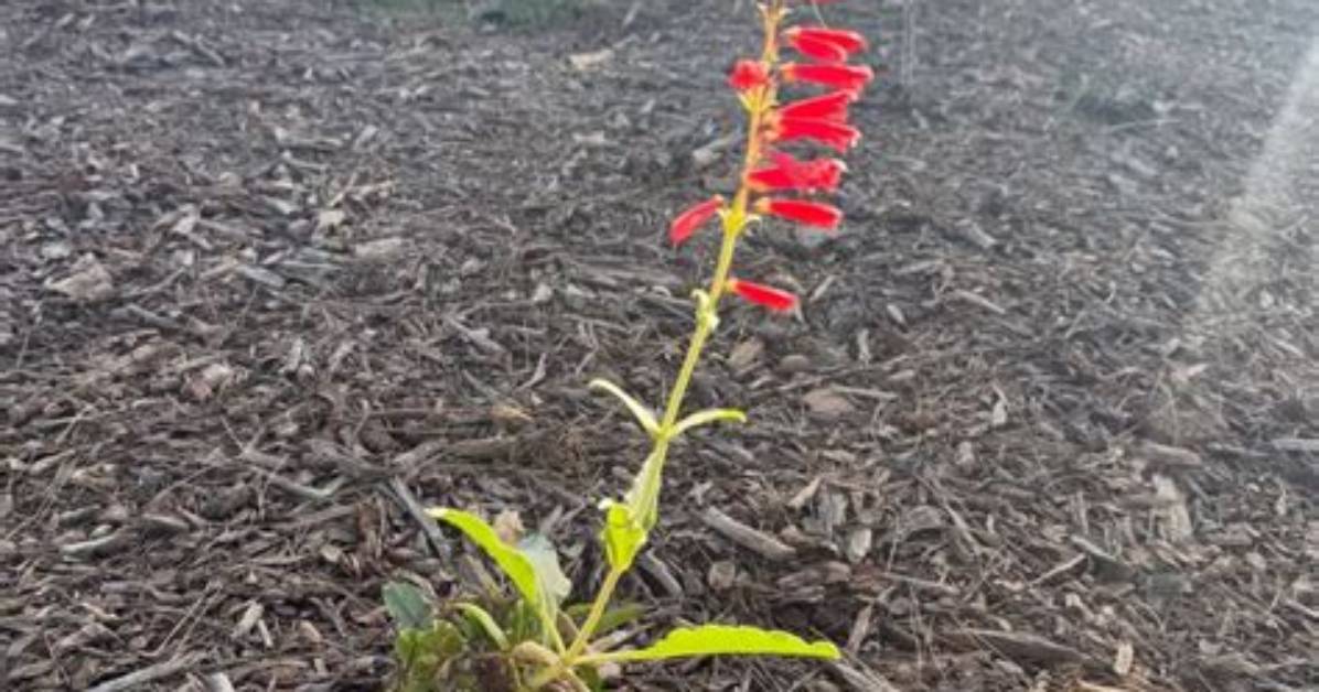 Should Penstemon Be Cut Back