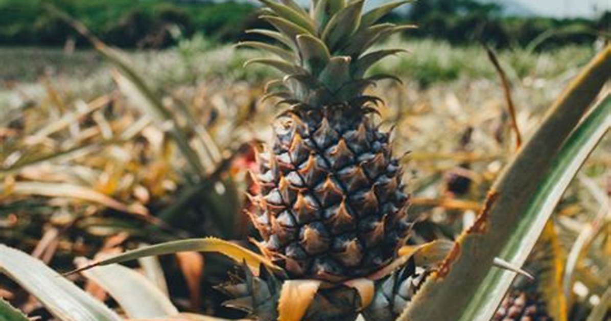 Should Pineapples Be Organic?