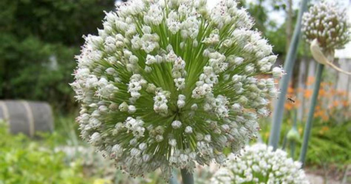 Should Remove Shallot Flowers